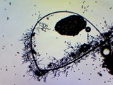 Stemonaria longa image