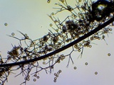 Stemonaria longa image