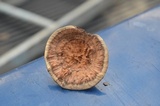 Hydnellum concrescens image