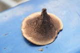 Hydnellum concrescens image