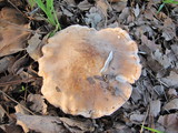 Clitocybe brunneocephala image