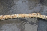 Irpex lacteus image