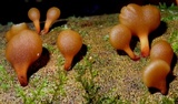 Dacryopinax elegans image