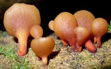 Dacryopinax elegans image