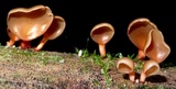 Dacryopinax elegans image