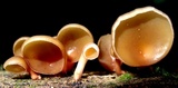 Dacryopinax elegans image