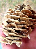 Gloeoporus dichrous image