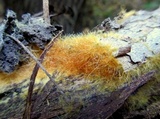 Coprinellus domesticus image
