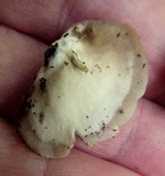 Crepidotus applanatus image