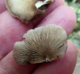 Crepidotus applanatus image