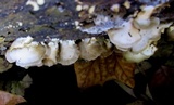 Crepidotus applanatus image