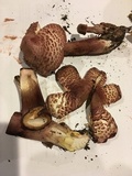 Leucoagaricus americanus image