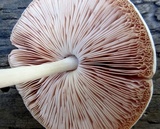 Pluteus petasatus image