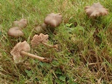 Entoloma fusciceps image