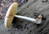 Pluteus petasatus image