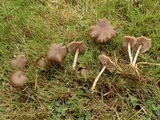 Entoloma fusciceps image