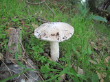 Amanita calyptratoides image