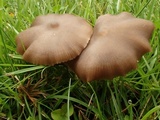 Entoloma fusciceps image