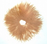 Pluteus petasatus image