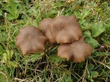 Entoloma fusciceps image