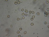 Entoloma fusciceps image