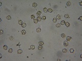 Entoloma fusciceps image