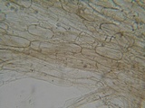 Entoloma fusciceps image