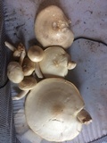 Hypsizygus ulmarius image