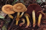 Cortinarius semisanguineus image