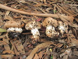 Agaricus lilaceps image