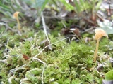 Rickenella fibula image