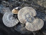 Trametes gibbosa image