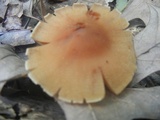 Cortinarius distans image