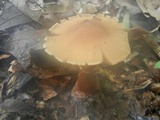 Cortinarius distans image
