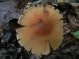 Cortinarius distans image