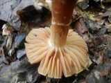 Cortinarius distans image
