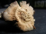 Cortinarius distans image