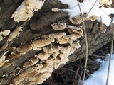 Trametes ochracea image