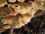 Trametes ochracea image