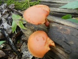 Gymnopilus liquiritiae image