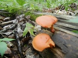 Gymnopilus liquiritiae image