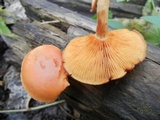 Gymnopilus liquiritiae image