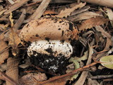 Agaricus lilaceps image