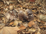 Tricholoma griseoviolaceum image