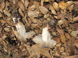 Tricholoma griseoviolaceum image