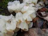Ductifera pululahuana image