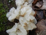 Ductifera pululahuana image