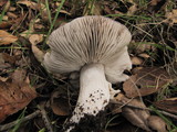 Tricholoma griseoviolaceum image