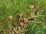 Conocybe dumetorum image