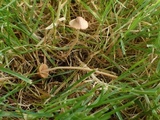 Conocybe dumetorum image